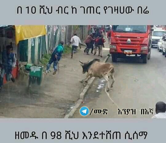a dog is walking down the street in front of a truck